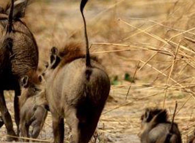 SAFARI au Parc National de Boubandjida